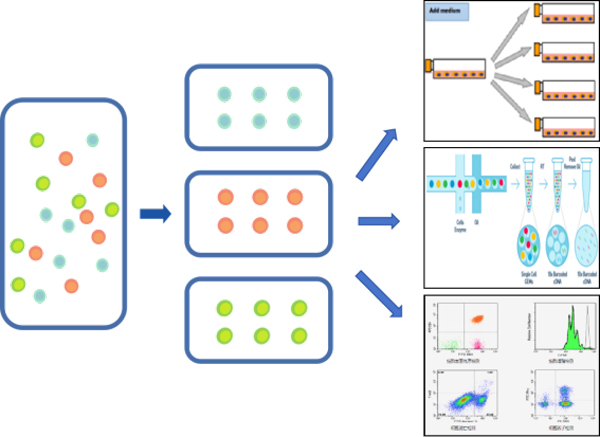 必威官方首页官网betway推出无柱式磁性细胞分选平台，纯度&效率双优选！仅需10min！