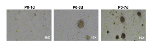 必威官方首页官网betway推出无柱式磁性细胞分选平台，纯度&效率双优选！仅需10min！