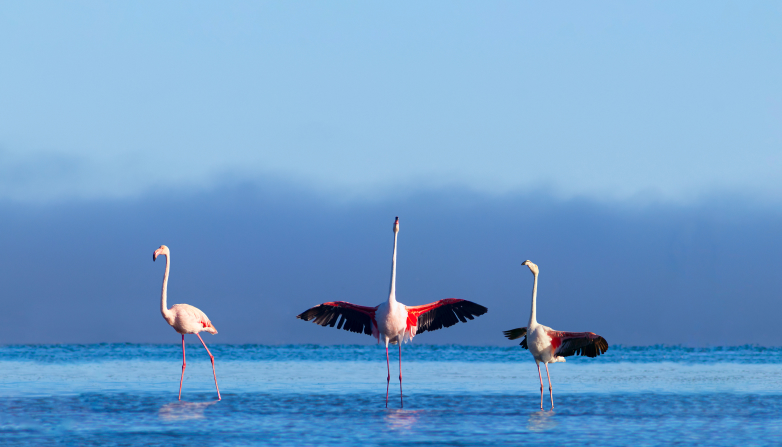 必威官方首页官网betway