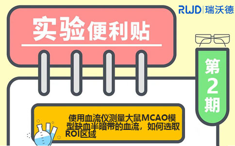 使用血流仪测量大鼠MCAO模型缺血半暗带的血流，如何选取ROI区域？