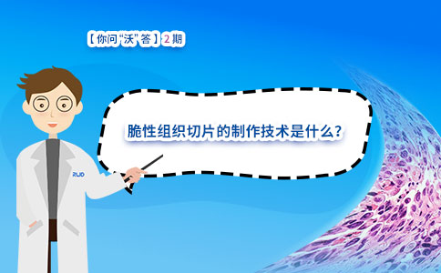 脆性组织切片的制作技术是什么？