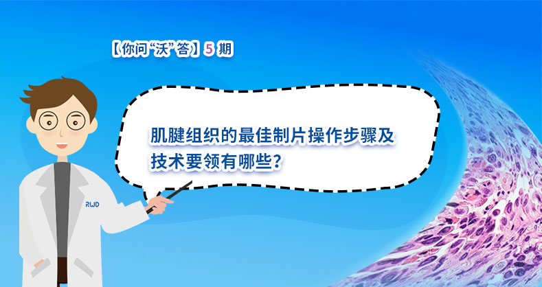 肌腱组织的最佳制片操作步骤及技术要领有哪些？