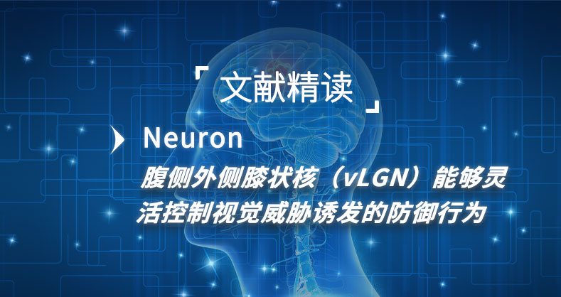腹侧外侧膝状核（vLGN）能够灵活控制视觉威胁诱发的防御行为