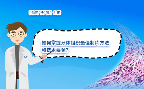 如何掌握牙体组织最佳制片方法和技术要领？ 
