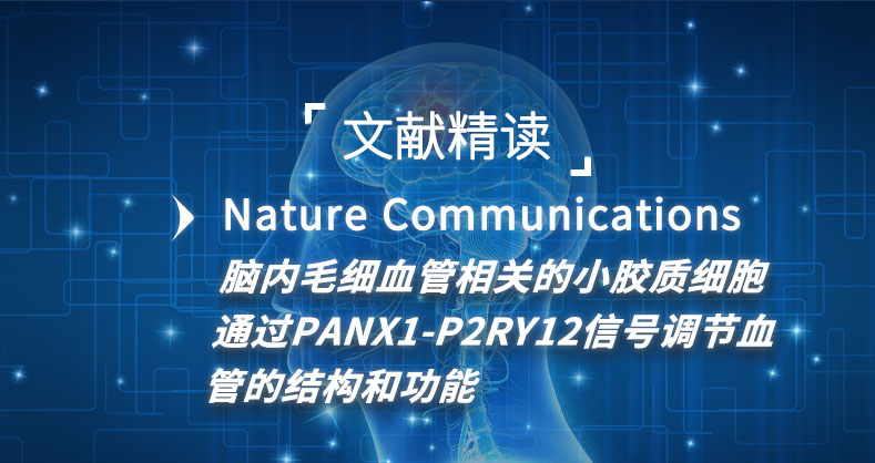 脑内毛细血管相关的小胶质细胞通过PANX1-P2RY12信号调节血管的结构和功能
