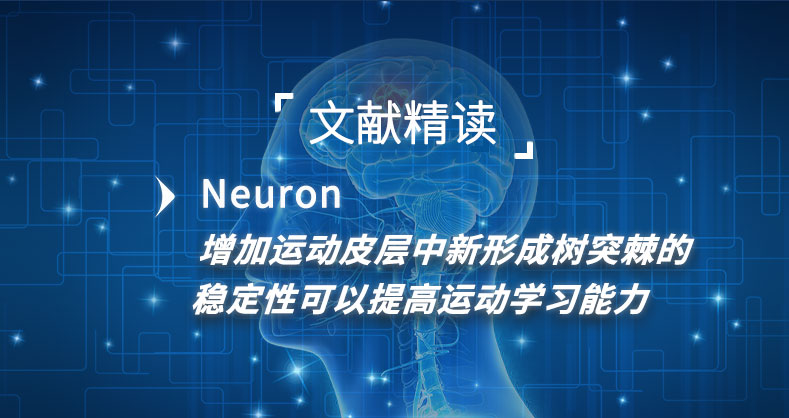 增加运动皮层中新形成树突棘的稳定性可以提高运动学习能力
