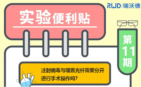 注射病毒与埋置光纤需要分开进行手术操作吗？