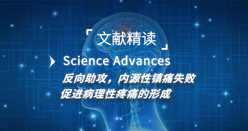 反向助攻，内源性镇痛失败促进病理性疼痛的形成 