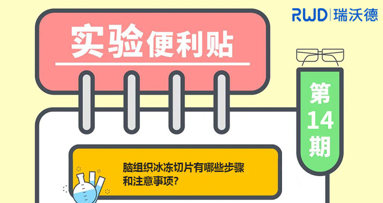 脑组织冰冻切片有哪些步骤和注意事项？