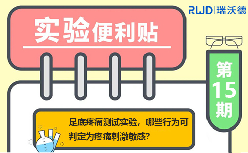 足底疼痛测试实验，哪些行为可以判定为疼痛刺激敏感