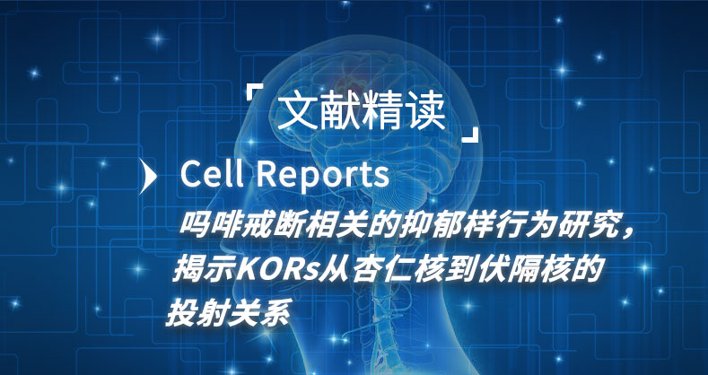 吗啡戒断相关的抑郁样行为研究，揭示KORs从杏仁核到伏隔核的投射关系