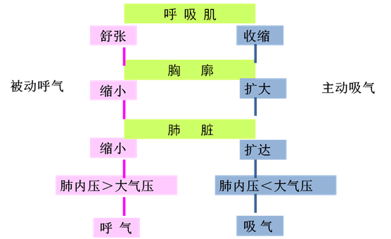 呼吸原理