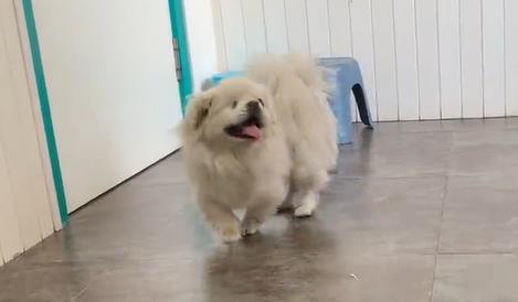可小跑互动