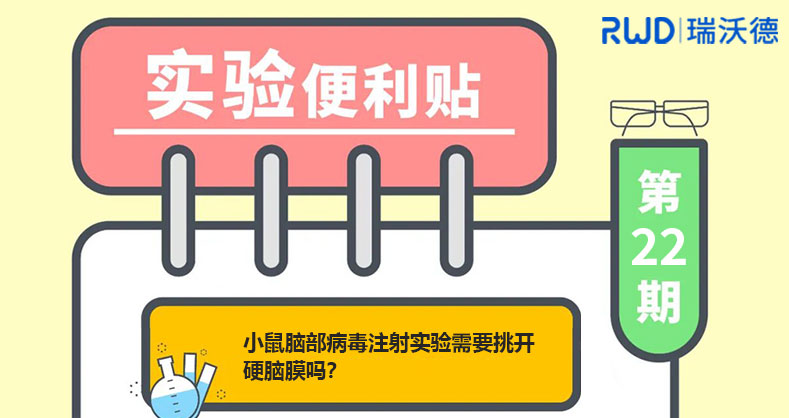 小鼠脑部病毒注射实验，需要挑开硬脑膜吗？