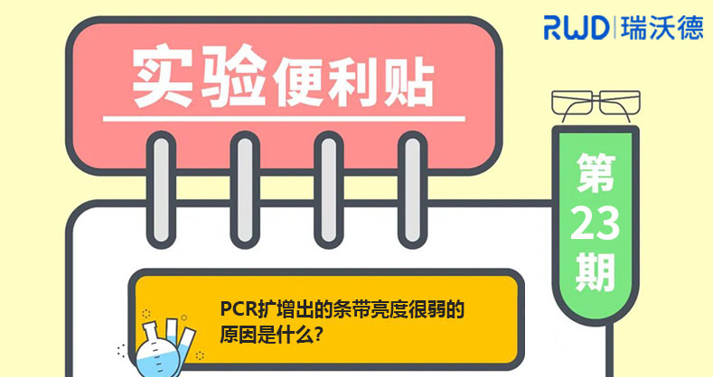 PCR扩增出的条带，亮度很弱的原因是什么？