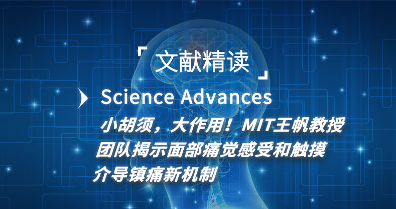 小胡须，大作用！MIT王帆教授团队揭示面部痛觉感受和触摸介导镇痛新机制