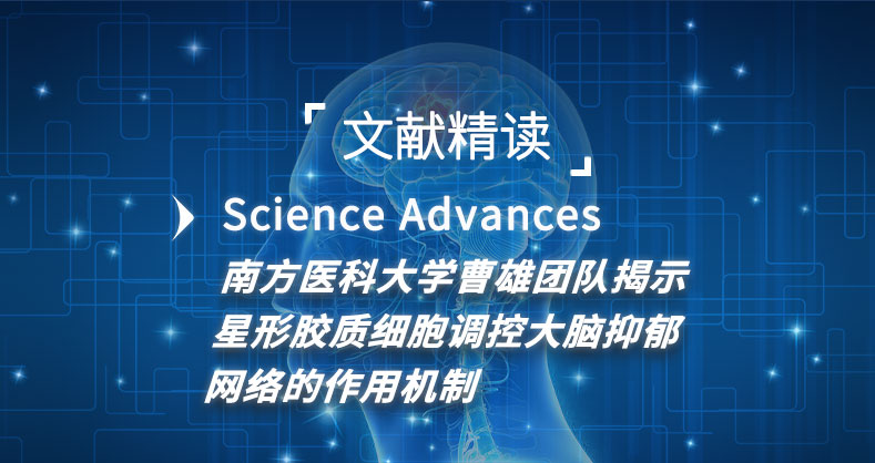 南方医科大学曹雄团队揭示星形胶质细胞调控大脑抑郁网络的作用机制