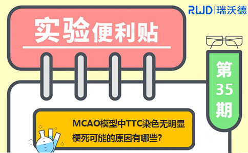 MCAO模型中TTC染色无明显梗死可能的原因有哪些？