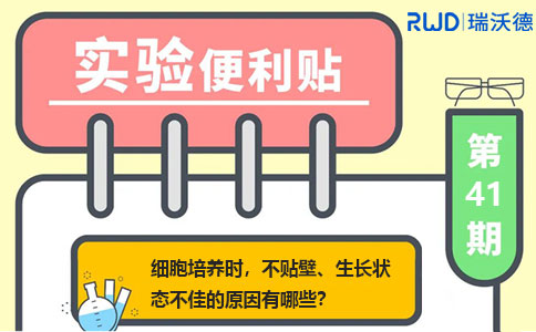 细胞培养时，不贴壁、生长状态不佳的原因有哪些？