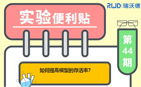 如何提高模型的存活率？