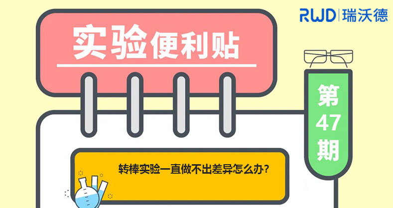 转棒实验一直做不出差异怎么办？