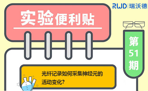 光纤记录如何采集神经元的活动变化？