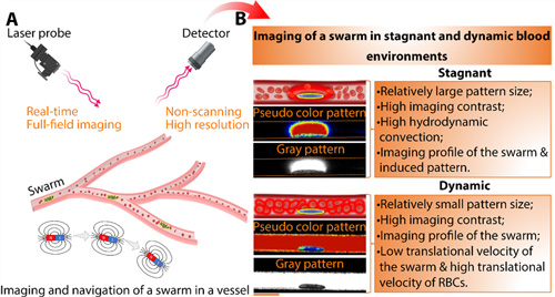港中文联合东南大学提出血管内靶向给药新策略