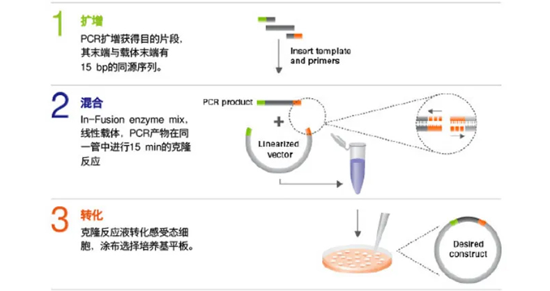 从分子克隆到细胞转染全解析