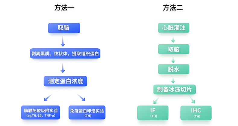 帕金森病造模：解码神经退变的科学钥匙
